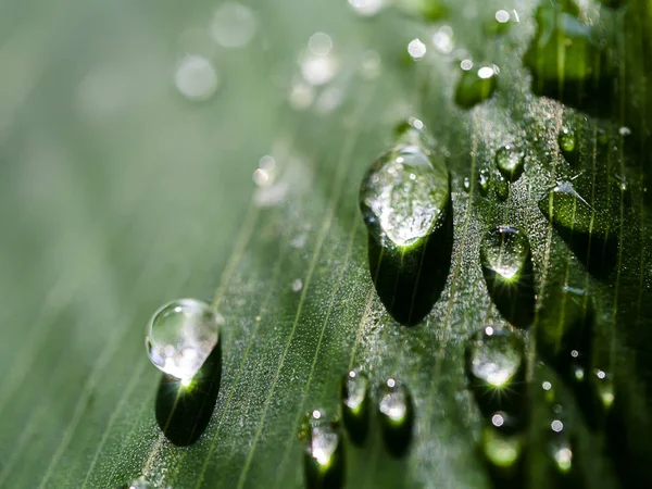 Close up water drop on leaves with sunlight. — Stock Photo, Image
