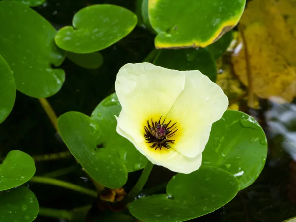 노란색 물 양귀비 꽃을 닫습니다. — 스톡 사진