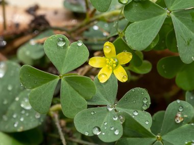 Sürünen bayanın ororrel bitkikapatın
