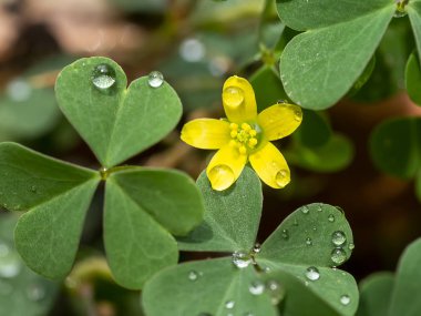 Sürünen bayanın ororrel bitkikapatın