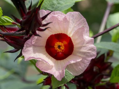 Hibiscus sabdariffa veya Roselle çiçek yakın.