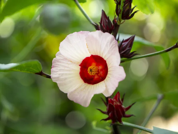 Gros plan Hibiscus sabdariffa ou fleur de roselle . — Photo