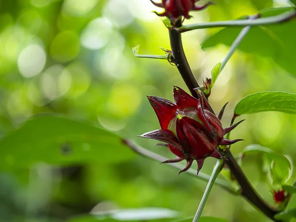 Zbliżenie hibiscus sabdariffa lub kwiat Roselle. — Zdjęcie stockowe