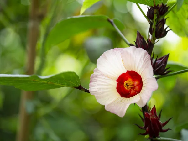 Cerrar Hibiscus sabdariffa o flor rosada . — Foto de Stock