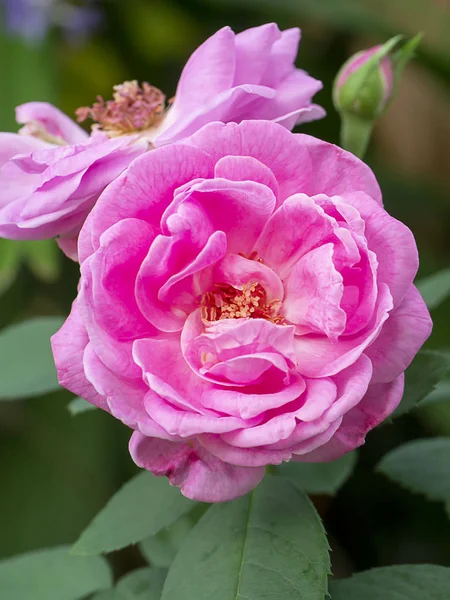 Pink of Damask Rose flower in blur background. — Stock Photo, Image