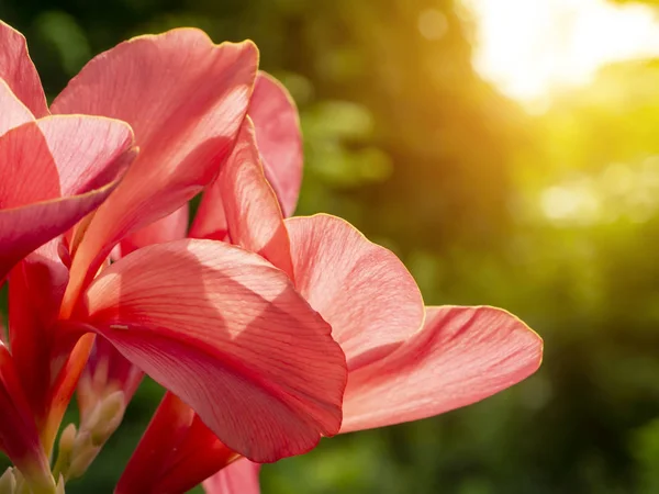 Pink Indian shot flower. — Stock Photo, Image