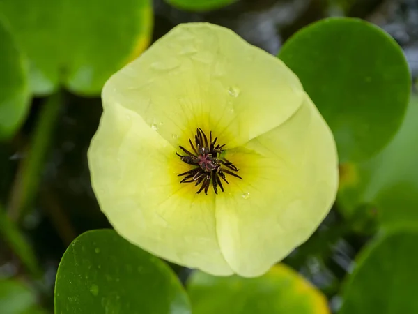 Yakın yukarı sarı su haşhaş çiçek. — Stok fotoğraf
