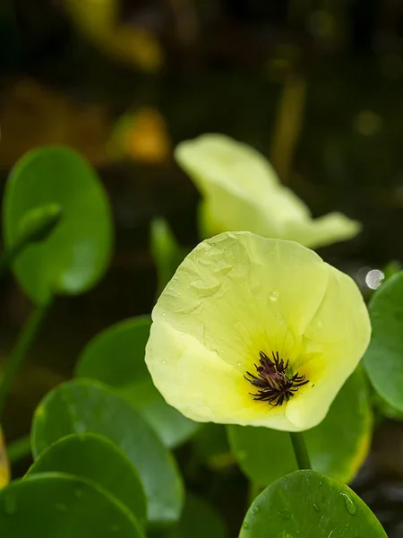 Flor amarilla de amapola de agua . — Foto de Stock