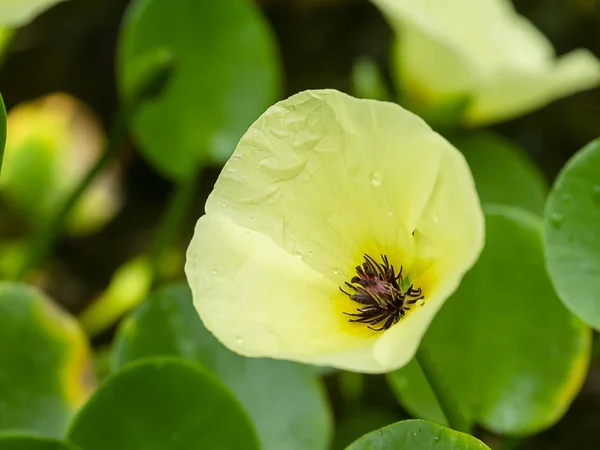 Zbliżenie żółty kwiat maku wodnego. — Zdjęcie stockowe