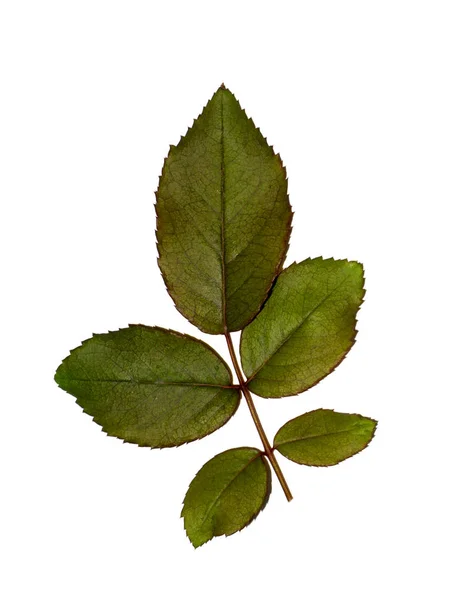 Close up leaves of damask rose plant on white background. — Stock Photo, Image