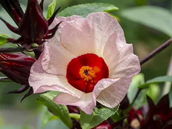 Gros plan Hibiscus sabdariffa ou fleur de roselle . — Photo