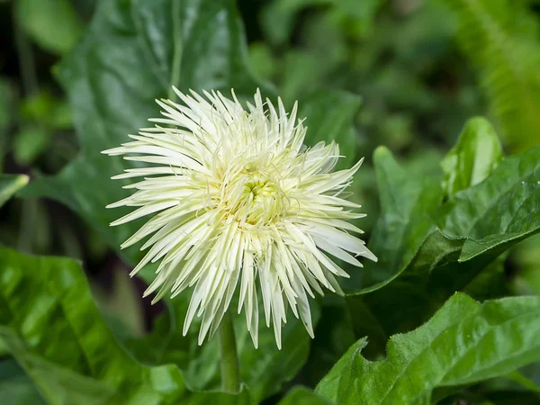 Petali da vicino di fiore di gerbera bianco — Foto Stock