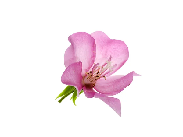 Gros plan Fleur Dombeya rose sur fond blanc . — Photo