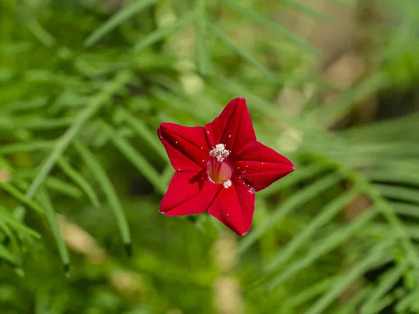 Close up red flower of Cypress vine plant. — Stock Photo, Image