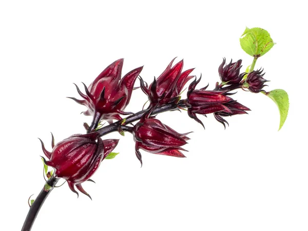 Hibiscus sabdariffa ou roselle — Photo