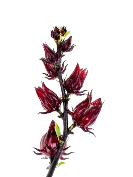 Hibiscus sabdariffa oder Roselle — Stockfoto