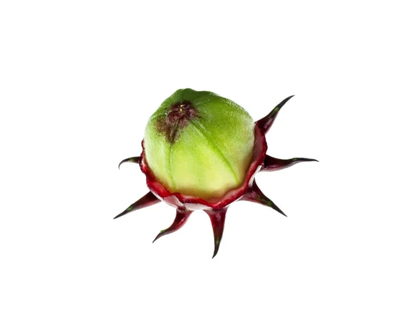 Hibiscus sabdariffa or roselle fruit — Stock Photo, Image