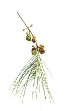 Yaprak ve iğne yapraklı beyaz zemin üzerine tohumları.