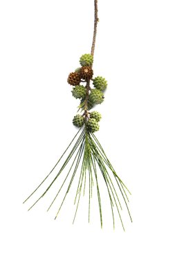 Yaprak ve iğne yapraklı beyaz zemin üzerine tohumları.