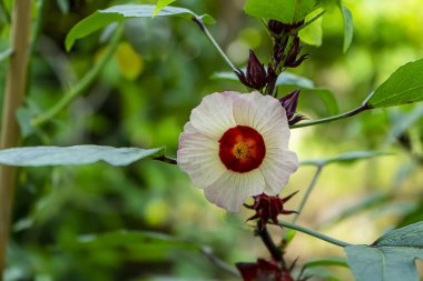 Hibiscus sabdariffa veya Roselle çiçek yakın