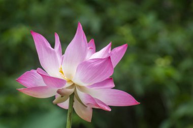 Güzel pembe nilüfer çiçeği