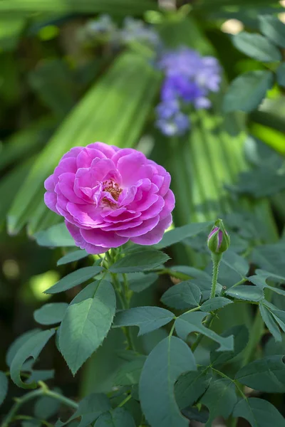 Närbild på rosa damask Rose Flower — Stockfoto