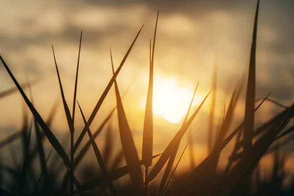 Close up folhas de grama com luz solar no fundo borrão . — Fotografia de Stock
