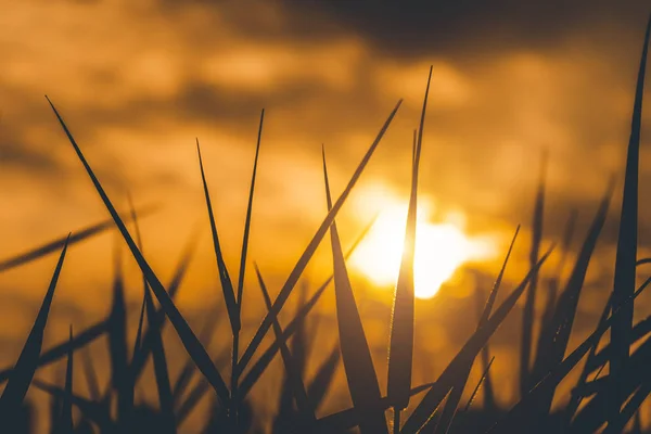 Close up grass leaves with sunlight in blur background. — Stock Photo, Image