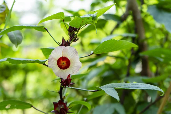 Gros plan Hibiscus sabdariffa ou fleur de roselle — Photo