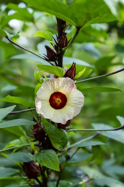 Close up Hibiscus sabdariffa or roselle flower — Stock Photo, Image