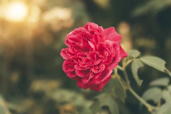 Close up deep pink Damask Rose flower (Rosa damascena) with blur — Stock Photo, Image