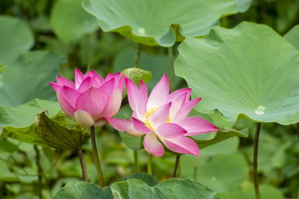 Bellissimo fiore di loto rosa — Foto Stock