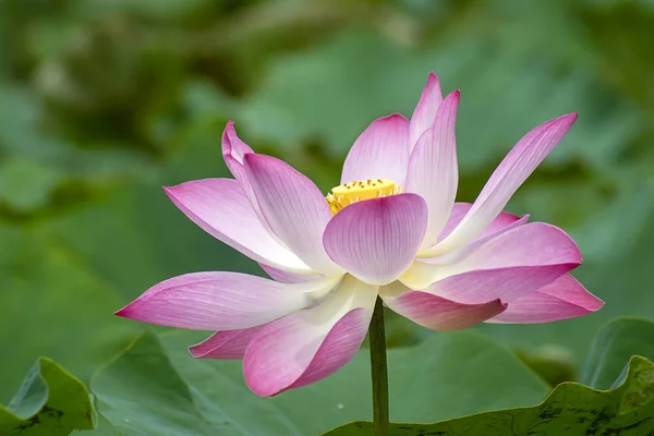 Bellissimo fiore di loto rosa — Foto Stock