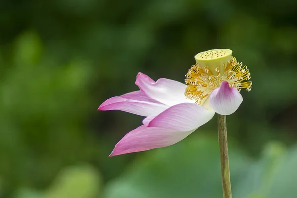 Beautiful pink lotus flower — Stock Photo, Image