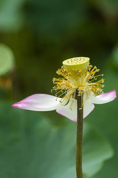 Güzel pembe nilüfer çiçeği — Stok fotoğraf