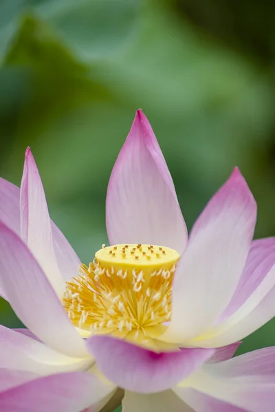 Bela flor de lótus rosa — Fotografia de Stock