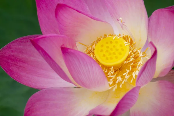 Beautiful pink lotus flower — Stock Photo, Image