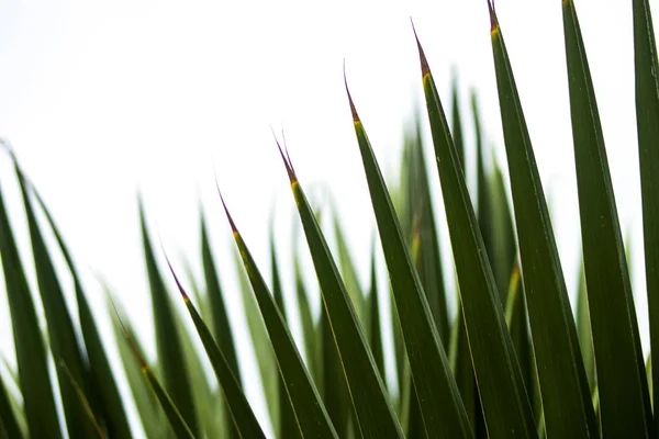 Zbliżenie zielonych liści palmy tło — Zdjęcie stockowe