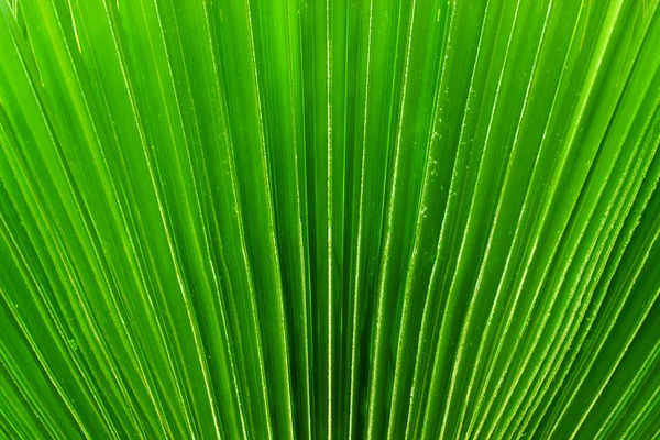 Close-up de fundo folha de palma verde — Fotografia de Stock