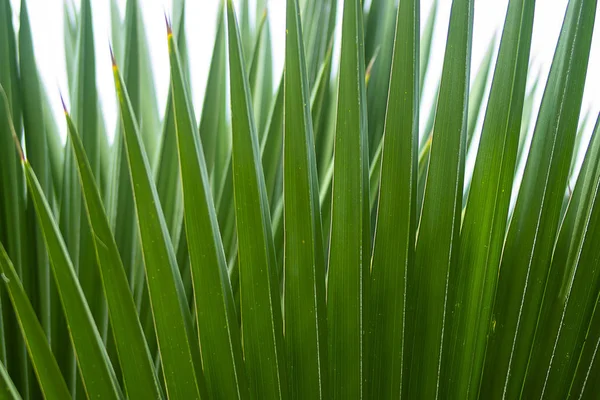 Close-up de fundo folha de palma verde — Fotografia de Stock