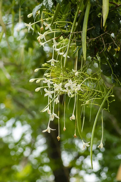 Cortiça indiana Flores na árvore — Fotografia de Stock