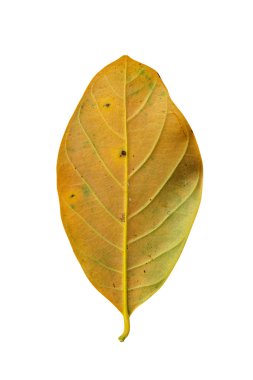 nefesi beyaz zemin üzerine bırakır..