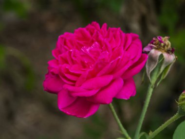 Yakın derin pembe Damask Gül çiçek (Rosa damascena) bulanıklık ile