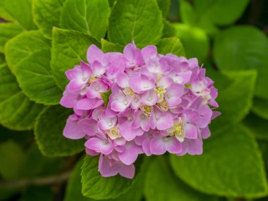 Görüntüyü, pembe ortanca çiçek yakından.
