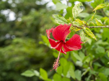 Kırmızı Çin gül veya Hibiscus rosa sinensis çiçek yakın.
