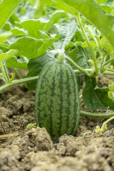 Close up of young Watermelon fruit with leaves in the farm. — Stock Photo, Image