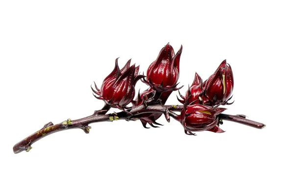 Chiudi Hibiscus sabdariffa o roselle alla frutta. — Foto Stock