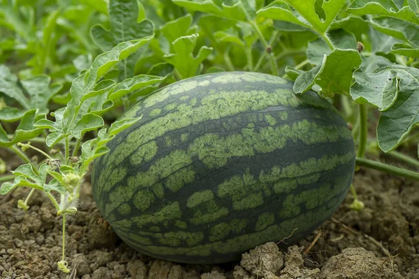 Dekat dengan buah Watermelon muda dengan daun di peternakan . — Stok Foto
