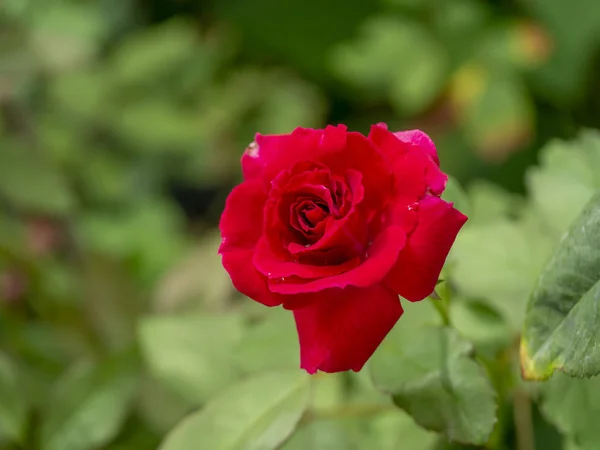 Detailní záběr červená Floribunda růže květ — Stock fotografie
