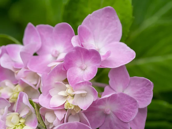 Makrobild, Nahaufnahme rosa Hortensienblüte. — Stockfoto